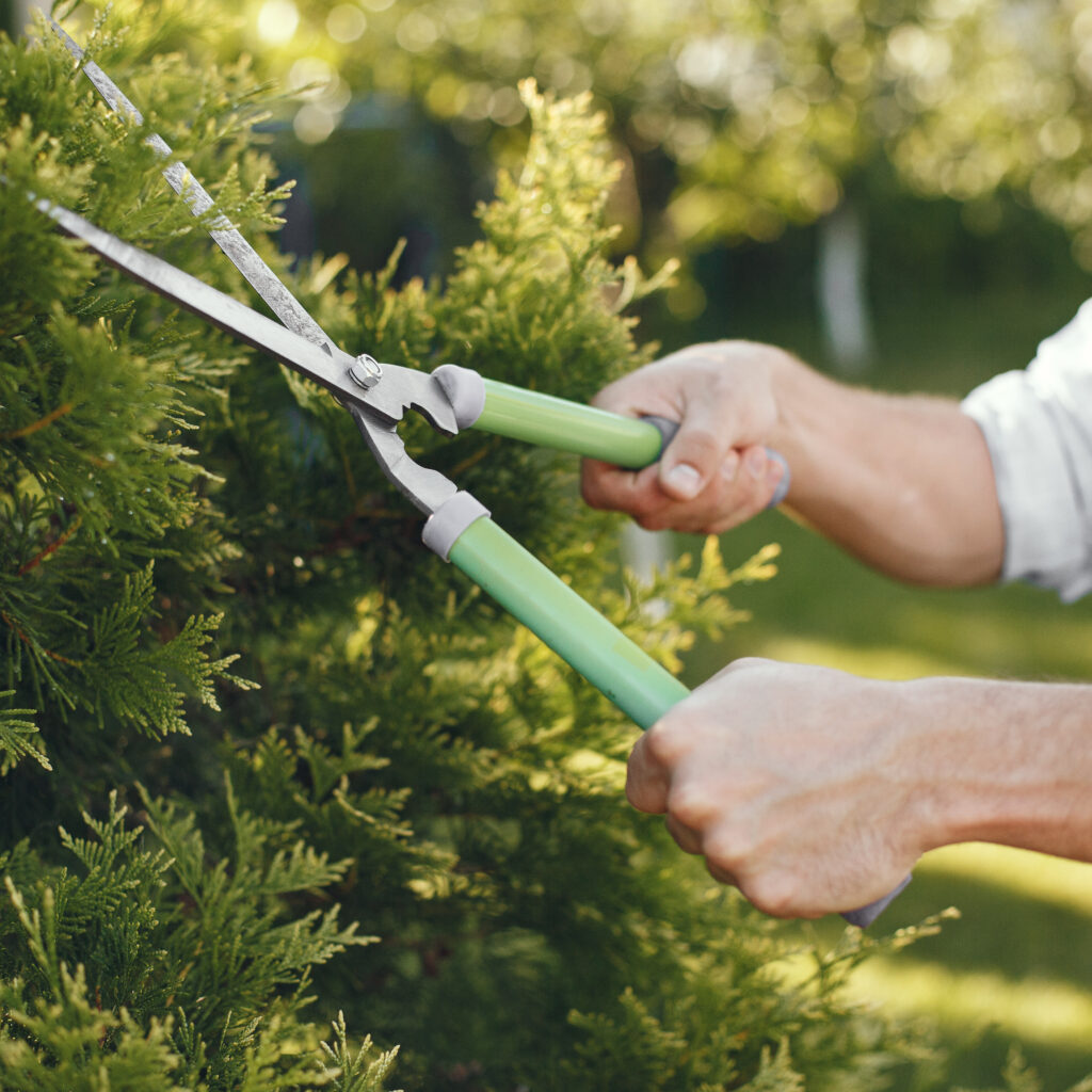 Man trimming bough of brush. Guy works in a backyard.